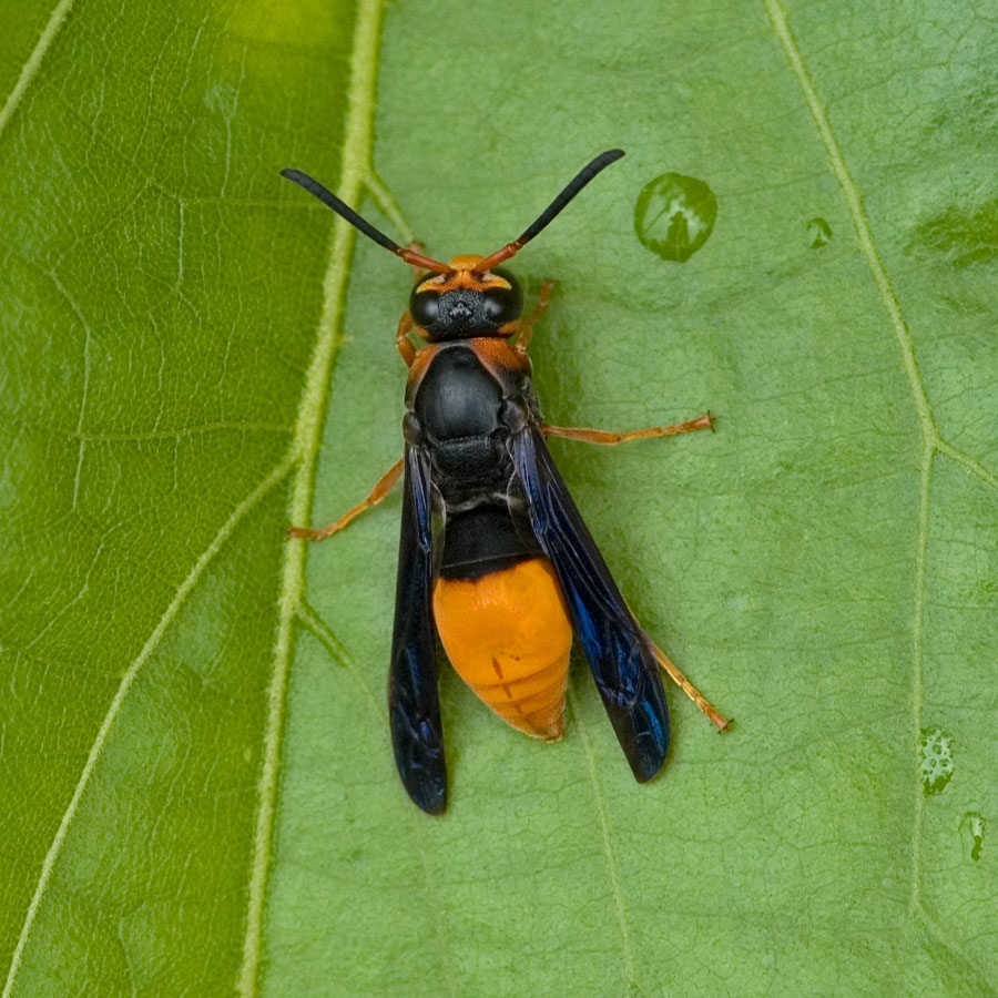Bidentodynerus bicolor